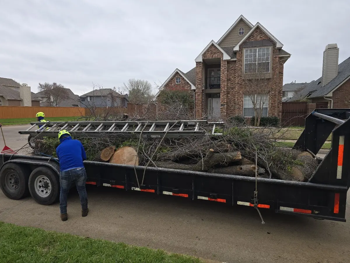Expert Tree Removal with proper safety equipment in Alva